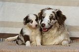 BORDER COLLIE 1053